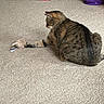 Parker joined the competition — help win amazing prizes! cat, tabby, toy, plush_toy, carpet, indoor, pet, paw, play, animal, feline, brown, striped, cute, pet_toy, floor, home, curious, small_toy, fun