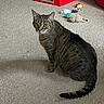 Parker joined the competition — help win amazing prizes! cat, tabby_cat, indoor, carpet, pet, animal, toy, red_barn_toy, feline, playful, domestic_cat, sitting, looking, furniture, floor, household, cute, whiskers, tail, mammal