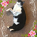 Marcie D.