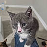 cat, kitten, gray_cat, white_paws, white_chest, blue_jeans, lap, indoor, bathroom, portrait, close_up, whiskers, pink_nose, green_eyes, sitting, background_cat, pet, animal, furry, cute