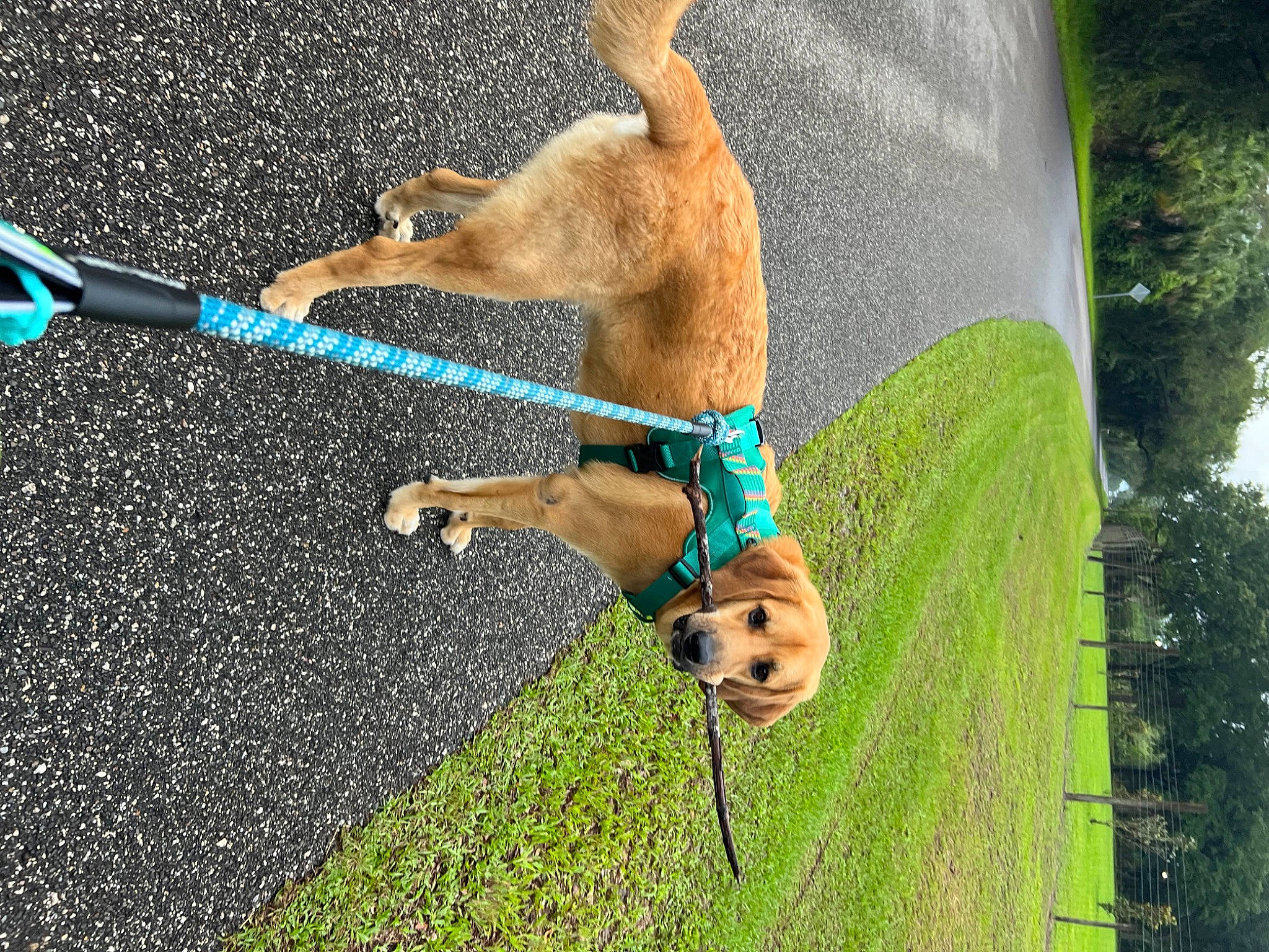 Arthur is registered to the contest to win money with this photo: ball, canidae, carnivore, collar, companion_dog, dog, dog_breed, dog_collar, dog_supply, electric_blue, fawn, grass, leash, leisure, pet_supply, plant, snout, sporting_group, tail, tree