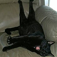 Shadow joined the competition — help win amazing prizes! black_cat, cat, yawning, stretching, leather_couch, indoor, pet, animal, feline, claws, relaxed, sleepy, paw, tongue, fur, home, comfortable, resting, cute, lazy