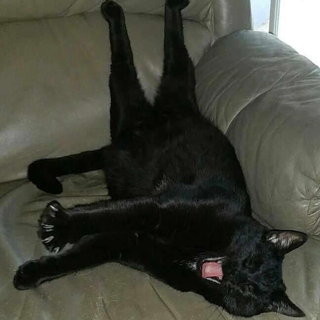 Shadow joined the competition — help win amazing prizes! animal, black_cat, cat, claws, comfortable, cute, feline, fur, home, indoor, lazy, leather_couch, paw, pet, relaxed, resting, sleepy, stretching, tongue, yawning