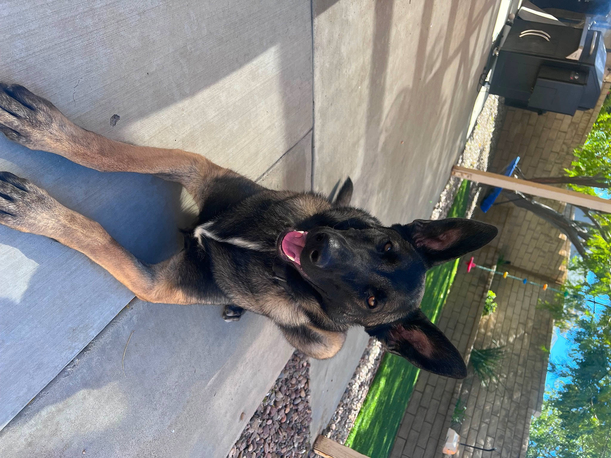 Bailee is registered to the contest to win money with this photo: canidae, carnivore, collar, companion_dog, dog, dog_breed, dog_collar, dog_supply, fawn, fur, non_sporting_group, pet_supply, plant, snout, sporting_group, tail, terrestrial_animal, tree, working_animal, working_dog