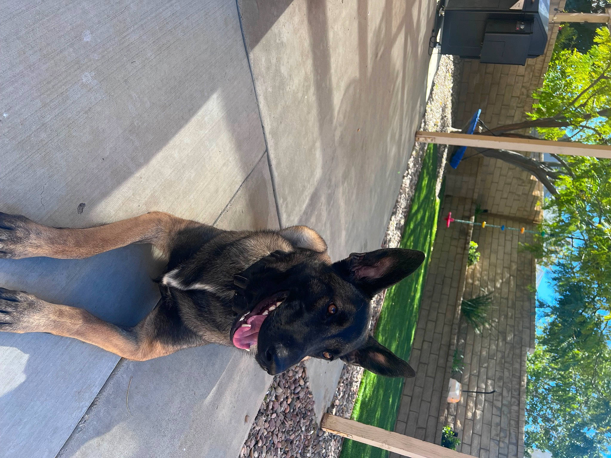 Bailee joined the competition — help win amazing prizes! adventure, carnivore, collar, companion_dog, dog, dog_breed, dog_collar, dog_supply, fawn, guard_dog, leash, liver, pet_supply, plant, sporting_group, tail, tree, wood, working_animal, working_dog