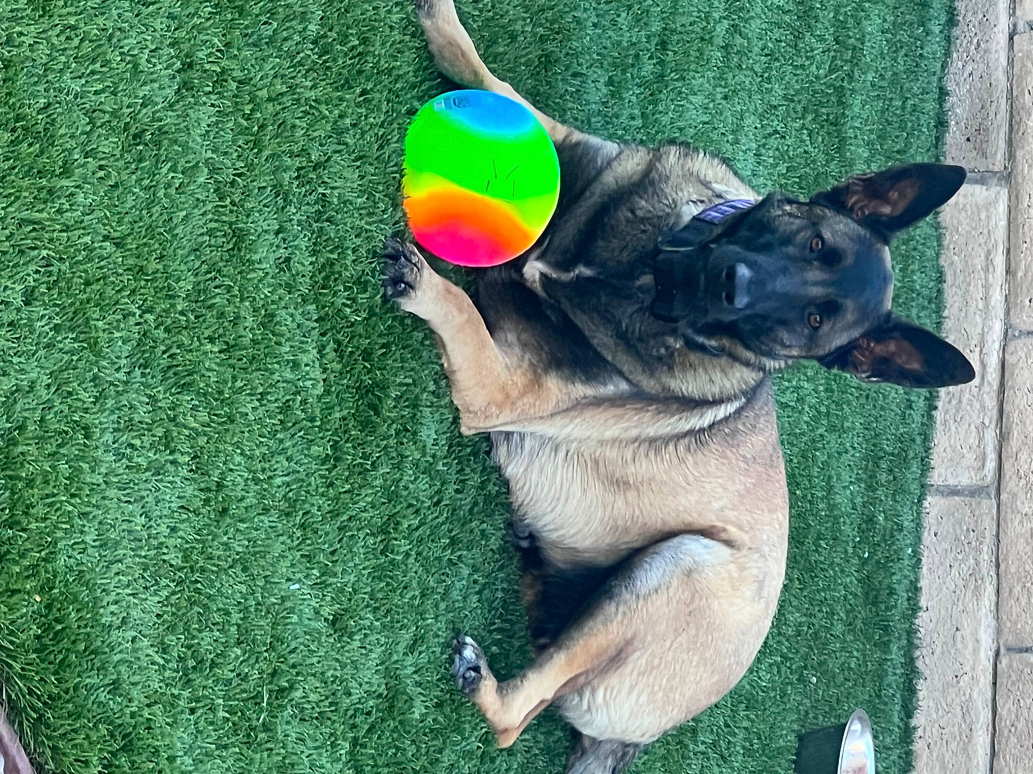 Bailee joined the competition — help win amazing prizes! canidae, carnivore, collar, companion_dog, dog, dog_breed, dog_supply, east_european_shepherd, fawn, german_shepherd_dog, grass, lawn, non_sporting_group, party_hat, snout, sporting_group, tail, terrestrial_animal, working_animal, working_dog