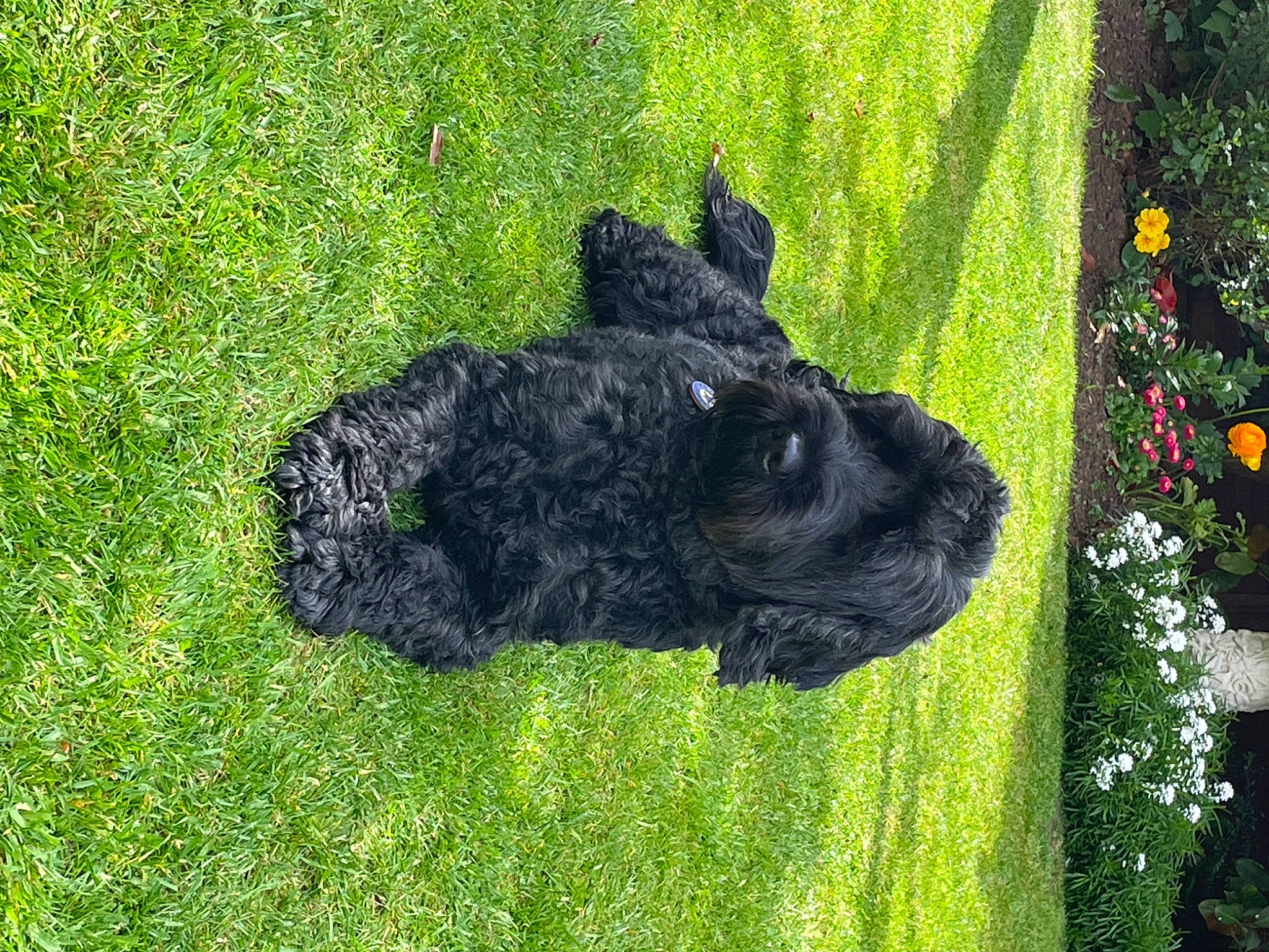 Jenson is registered to the contest to win money with this photo: art, canidae, dog_breed, grass, grass_family, grassland, groundcover, lawn, mammal, natural_landscape, plant, rock, sculpture, snout, soil, sporting_group, toy, trunk, vertebrate, working_animal