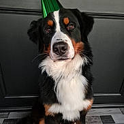 Ulko a rejoint le concours — aidez-le/la à gagner de superbes lots ! dog, bernese_mountain_dog, party_hat, black_fur, white_fur, brown_fur, sitting, indoors, floor_tiles, black_wall, pet, canine, portrait, looking_at_camera, fur, animal, celebration, hat, cute, domestic_animal