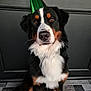 dog, bernese_mountain_dog, party_hat, black_fur, white_fur, brown_fur, sitting, indoors, floor_tiles, black_wall, pet, canine, portrait, looking_at_camera, fur, animal, celebration, hat, cute, domestic_animal