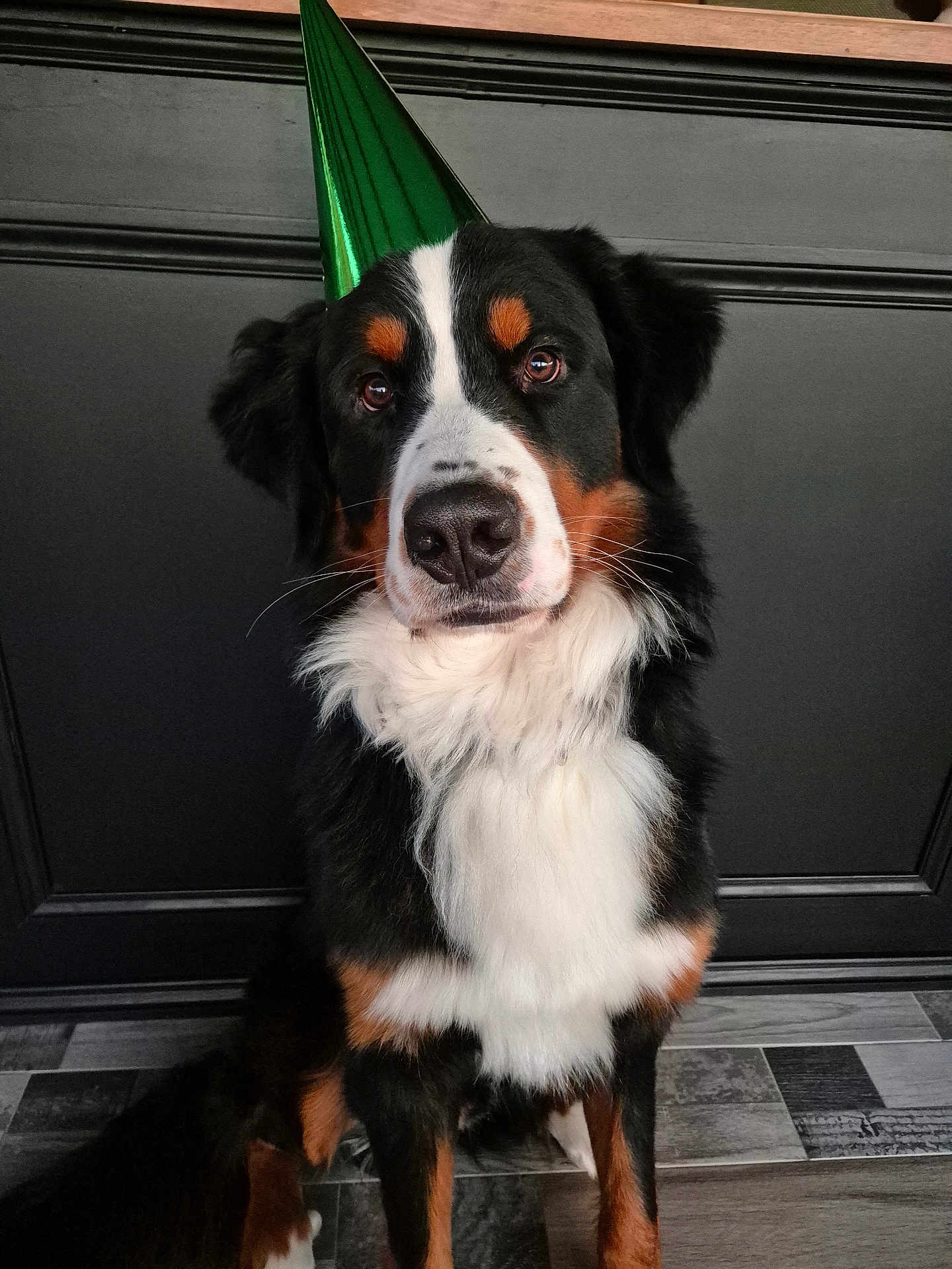 Ulko a rejoint le concours — aidez-le/la à gagner de superbes lots ! dog, bernese_mountain_dog, party_hat, black_fur, white_fur, brown_fur, sitting, indoors, floor_tiles, black_wall, pet, canine, portrait, looking_at_camera, fur, animal, celebration, hat, cute, domestic_animal