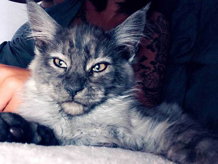 Pirate participe au concours pour gagner de l'argent avec cette photo : asian, carnivore, cat, domestic_long_haired_cat, eye, felidae, fur, kitten, maine_coon, mammal, norwegian_forest_cat, nose, ragdoll, siberian, sky, small_to_medium_sized_cats, snout, tabby_cat, vertebrate, whiskers