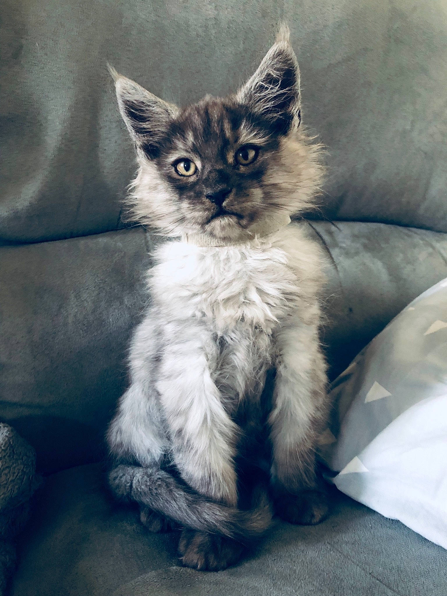 Pirate a rejoint le concours — aidez-le/la à gagner de superbes lots ! asian, british_semi_longhair, carnivore, cat, domestic_long_haired_cat, domestic_short_haired_cat, european_shorthair, felidae, german_rex, kitten, laperm, maine_coon, mammal, ojos_azules, ragdoll, small_to_medium_sized_cats, tabby_cat, vertebrate, whiskers