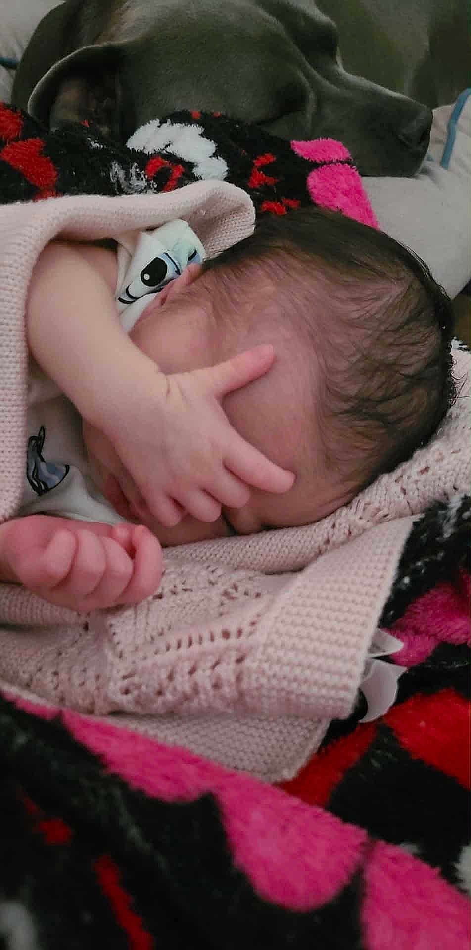 Bailey joined the competition — help win amazing prizes! baby, blanket, hand, dog, sleeping, cozy, knitted, pink, face, resting, fur, cute, infant, soft, warm, person, animal, sleep, indoor, comfort