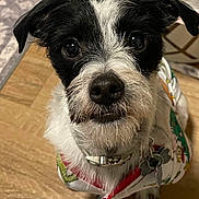 Charlie Rae is registered to the contest to win money with this photo: black_and_white, close_up, collar, cute, dog, dog_coat, expressive, eyes, fur, hardwood_floor, indoor, looking_up, muzzle, nose, pet, portrait, small_dog, tags, terrier, whiskers