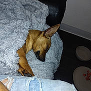 Ally is registered to the contest to win money with this photo: blanket, brown, comfort, couch, cozy, dog, floor, food, fur, home, indoor, jeans, paw, pet, plate, relaxing, resting, ripped_clothing, sleeping, wall