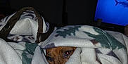Ally joined the competition — help win amazing prizes! animal, blanket, comfort, cozy, curled_up, dark_background, dog, eyes, fabric, home, indoor, patterned_blanket, peeking, pet, resting, shark, snug, television, warm, wrapped