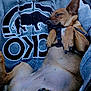 Ally is registered to the contest to win money with this photo: animal, brown_dog, canine, closeup, clothing, companion, cozy, cute, dog, fur, harness, hoodie, indoor, paw, person, pet, relaxed, resting, sitting, sleeping