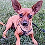 Ally is registered to the contest to win money with this photo: alert, animal, brown_dog, canine, close_up, cute, daylight, dog, ears, face, grass, harness, leash, lying_down, nature, outdoor, park, pet, small_dog, snout