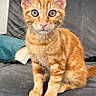 Winnie a rejoint le concours — aidez-le/la à gagner de superbes lots ! abyssinian, angora, animal, cat, kitten, manx, pet