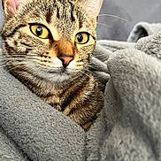 Saphyra participe au concours pour gagner de l'argent avec cette photo : abyssinian, animal, blanket, cat, homedecor, kitten, linen, manx, pet, quilt, towel