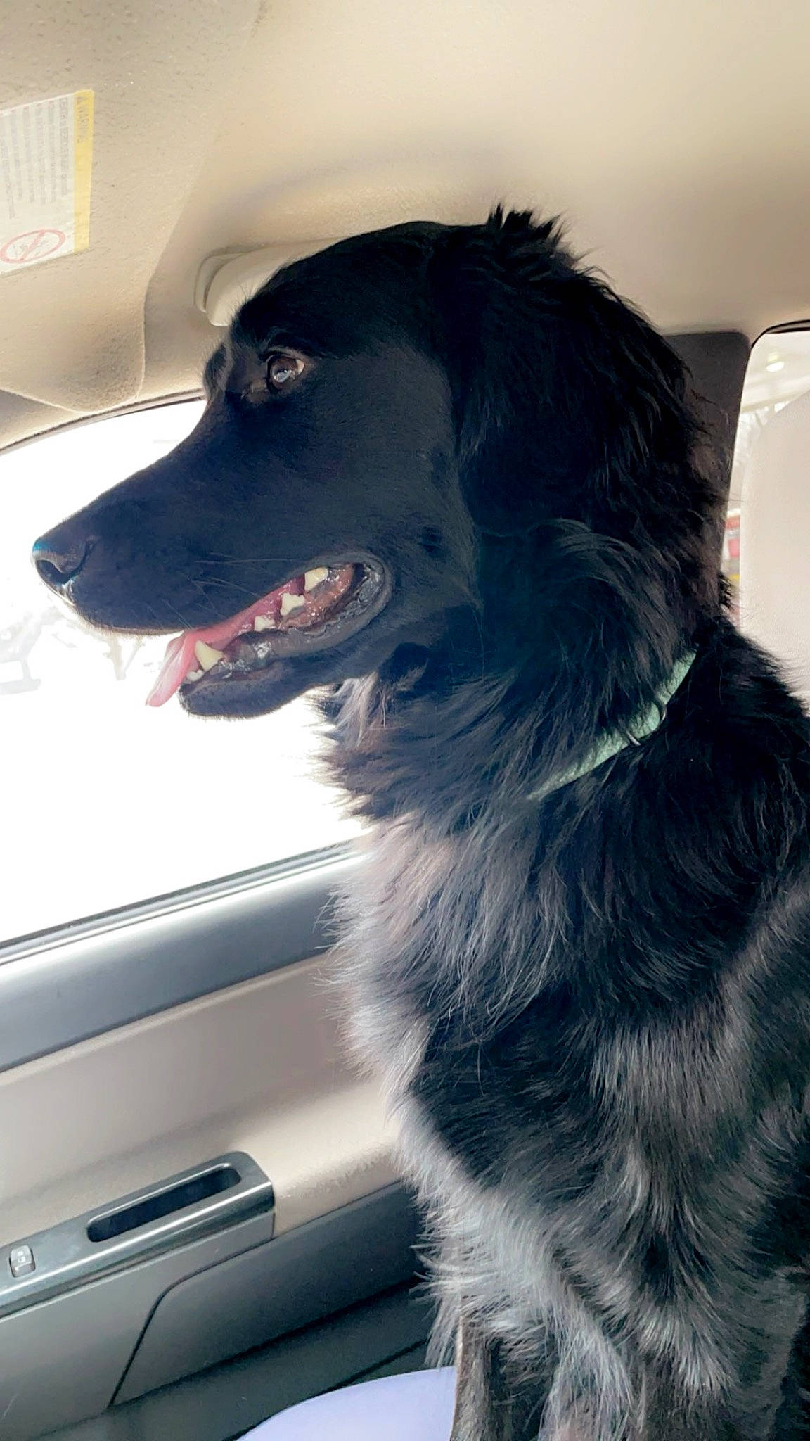 Kingston joined the competition — help win amazing prizes! automotive_lighting, automotive_mirror, borador, border_collie, canidae, carnivore, collar, companion_dog, dog, dog_breed, dog_collar, fur, gun_dog, snout, sporting_group, tints_and_shades, vehicle_door, whiskers, windshield, working_dog