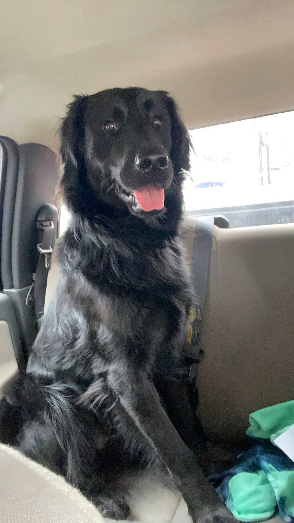 Kingston joined the competition — help win amazing prizes! borador, canidae, carnivore, companion_dog, dog, dog_breed, dog_collar, fur, giant_dog_breed, guard_dog, gun_dog, snout, sporting_group, whiskers, window, working_animal, working_dog