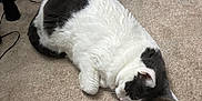 Lilly is registered to the contest to win money with this photo: cat, black_and_white, resting, carpet, indoor, feline, pet, sleeping, cozy, domestic, animal, fur, whiskers, cute, relaxed, floor, household, quiet, companion, lazy