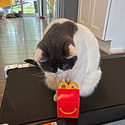 Lilly joined the competition — help win amazing prizes! cat, happy_meal_box, black_and_white_cat, curious, indoor, kitchen, floor, furniture, window, door, pet, animal, domestic, relaxed_cat, toy, box, smile, small_object, wood_floor, appliance