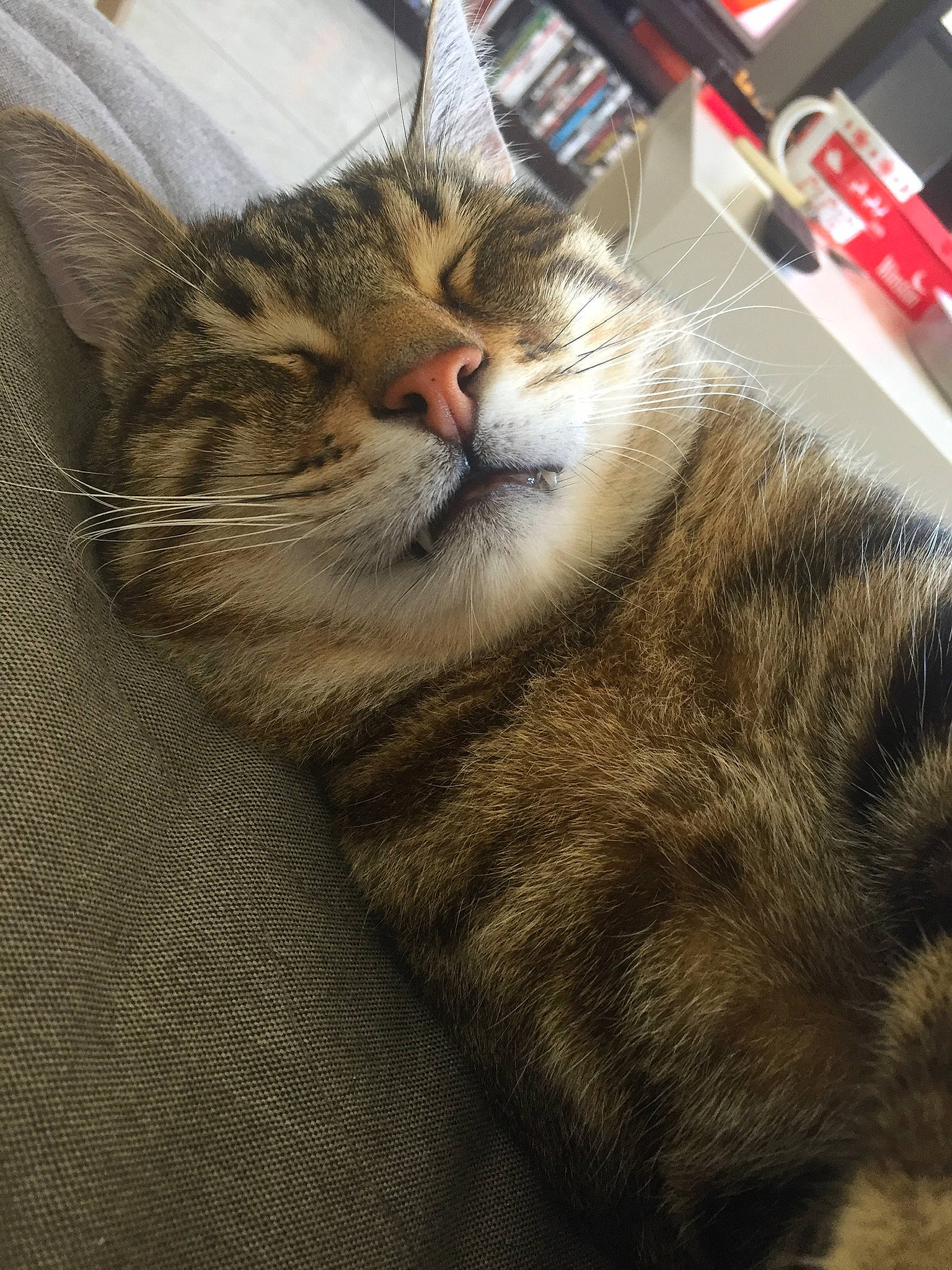 Yvar a rejoint le concours — aidez-le/la à gagner de superbes lots ! box, carnivore, cat, claw, comfort, domestic_short_haired_cat, eye, felidae, fur, paw, small_to_medium_sized_cats, snout, terrestrial_animal, whiskers