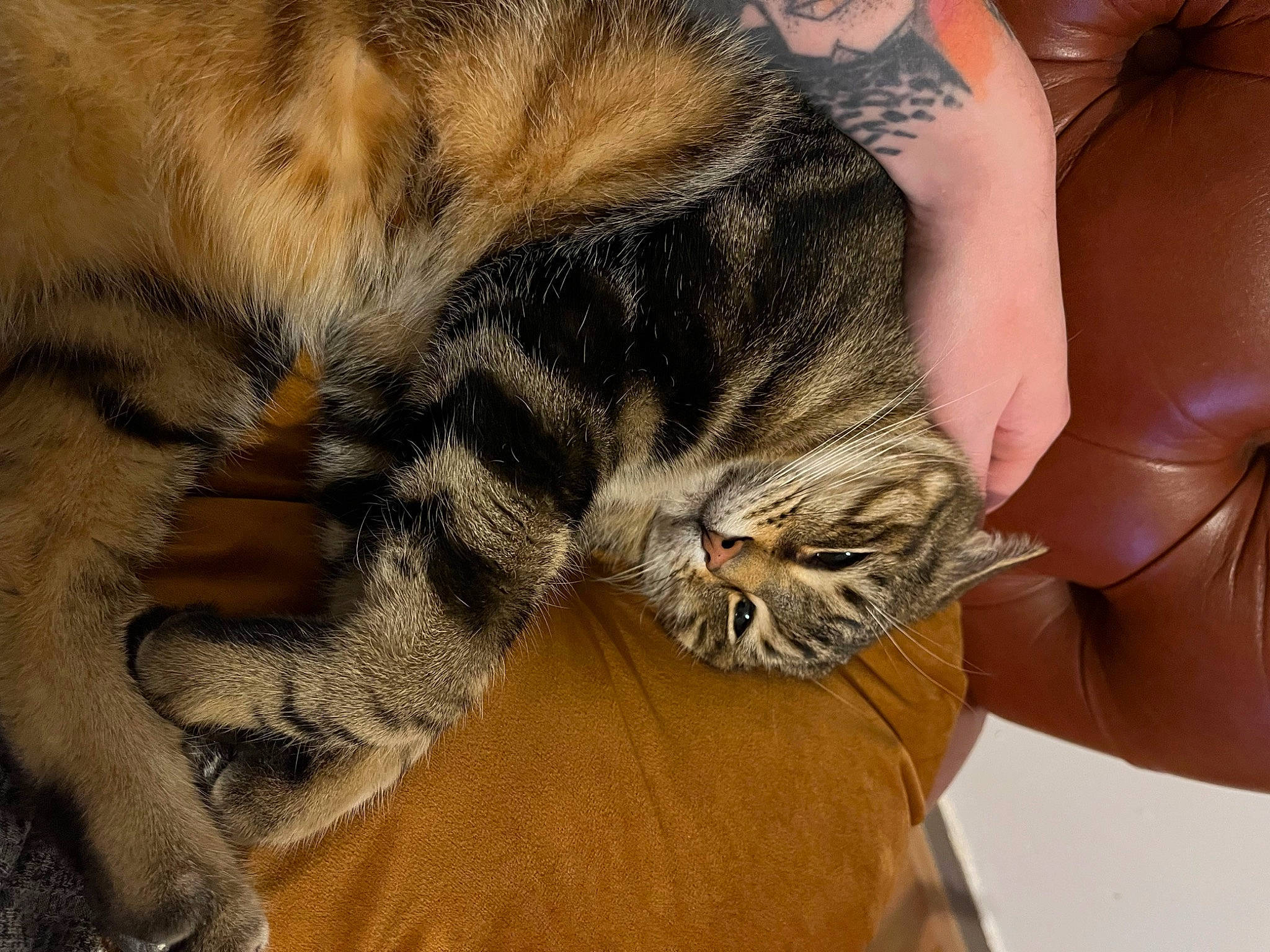 Yvar participe au concours pour gagner de l'argent avec cette photo : carnivore, cat, claw, comfort, domestic_short_haired_cat, fawn, felidae, foot, fur, human_leg, nail, nap, paw, small_to_medium_sized_cats, snout, tail, terrestrial_animal, vertebrate, whiskers, wood