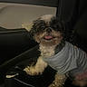 Daisy is registered to the contest to win money with this photo: dog, small_dog, shirt, car_interior, seat, pet, animal, happy, tongue_out, fur, black_and_white, cute, indoor, sitting, looking_at_camera, vehicle, window, dark, light, companion