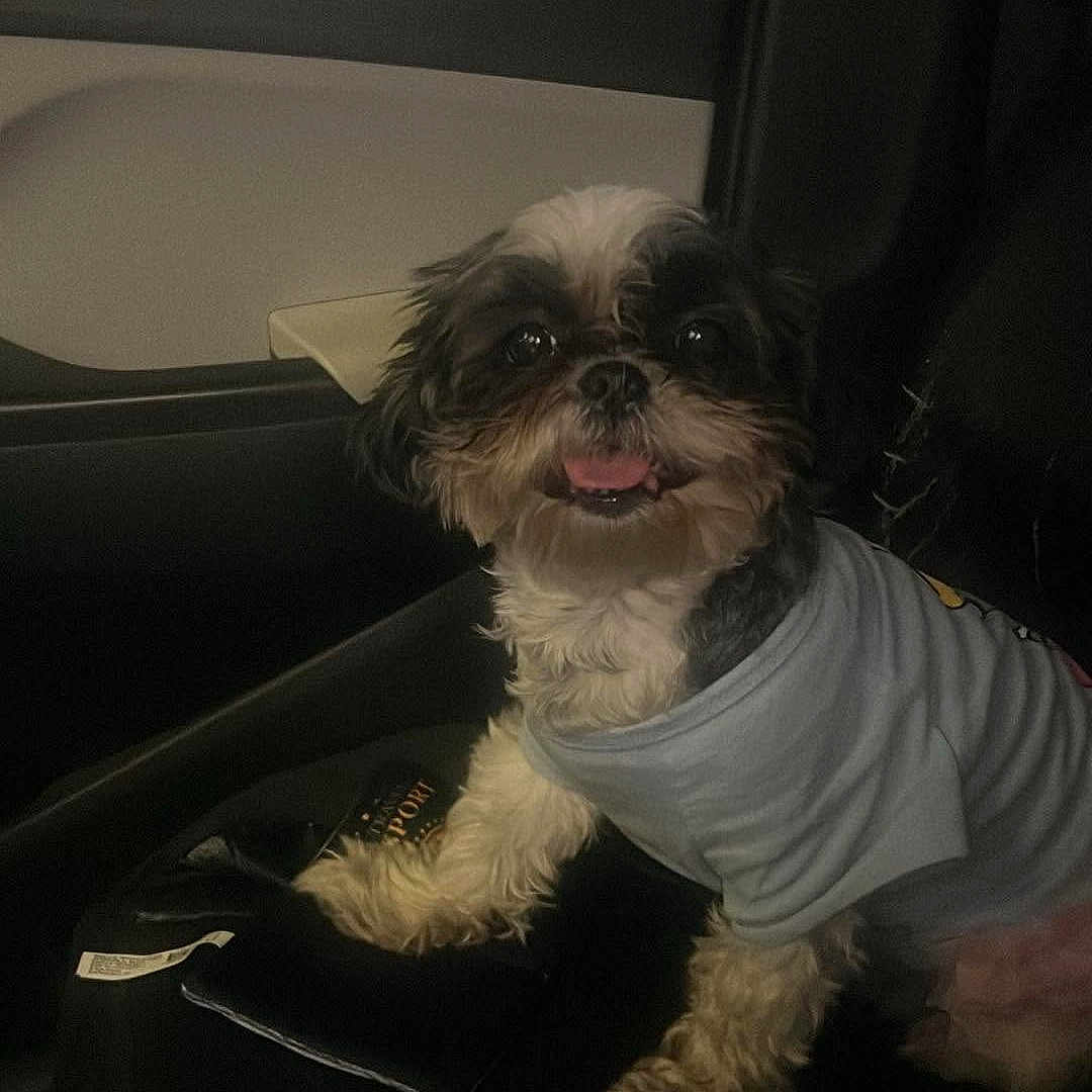 Daisy