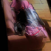 Daisy is registered to the contest to win money with this photo: dog, blanket, pink_couch, wooden_floor, toy, sock, pet, indoor, resting, cozy, small_couch, polka_dot, fur, animal, home, relaxing, cute, sleeping, comfort, domestic