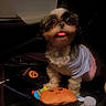 Daisy is registered to the contest to win money with this photo: dog, small_dog, toy, stuffed_toy, water_bottle, car_seat, pet_clothing, tongue_out, indoor, dim_lighting, cute, fur, black_and_white_dog, car_interior, seat, companion, animal, pet, playful, adorable