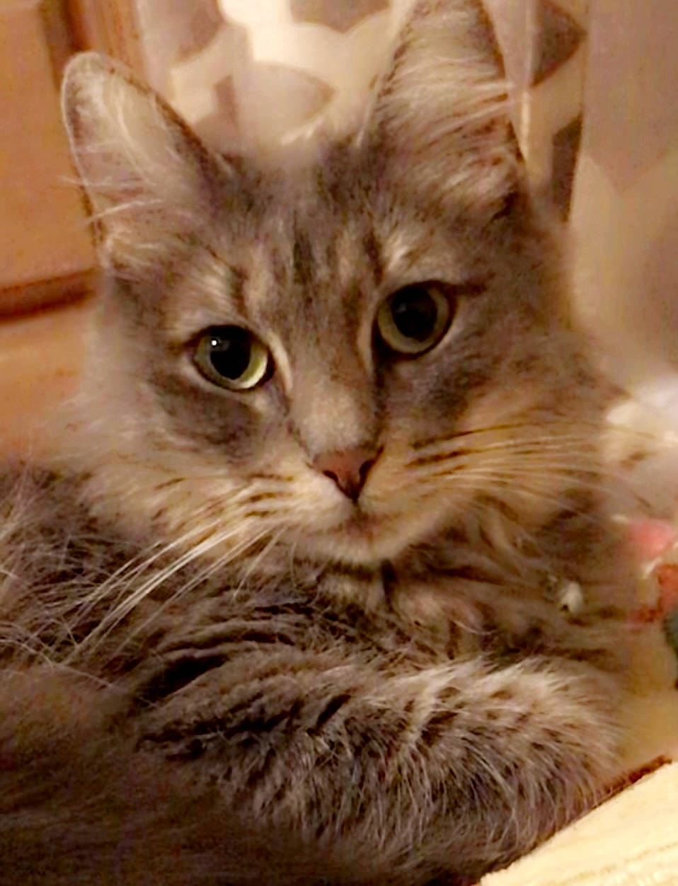Sasha