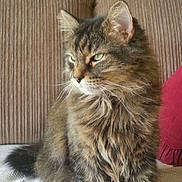 Lionel is registered to the contest to win money with this photo: animal, background, calm, cat, closeup, couch, cushion, domestic, ears, feline, fluffy, fur, home, indoor, pet, profile, relaxed, sitting, tabby, whiskers