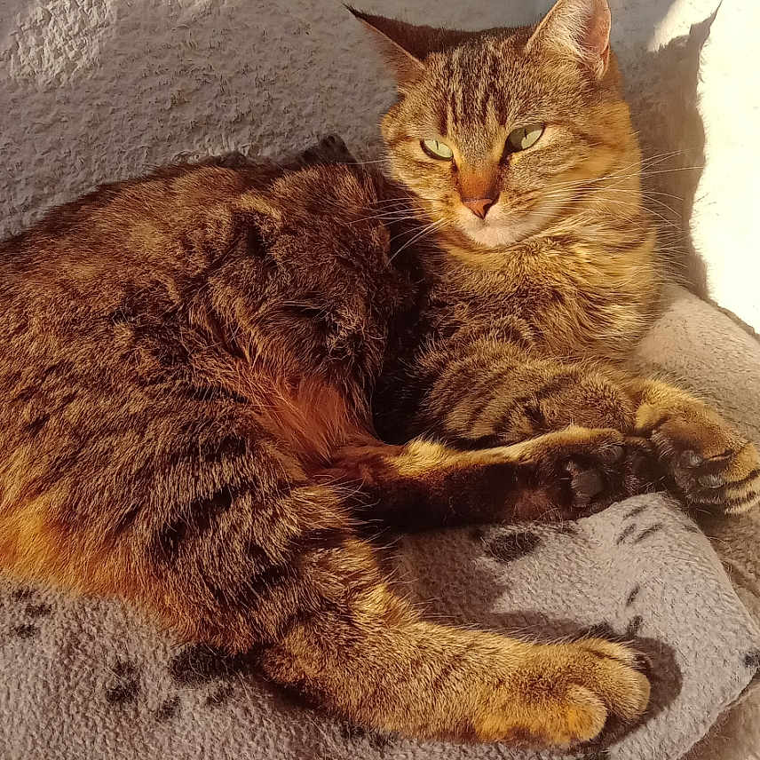 Poussin participe au concours pour gagner de l'argent avec cette photo : abyssinian, animal, architecture, armchair, blanket, building, cat, chair, couch, cushion, furniture, homedecor, indoors, kitten, linen, livingroom, manx, person, pet, sleeping