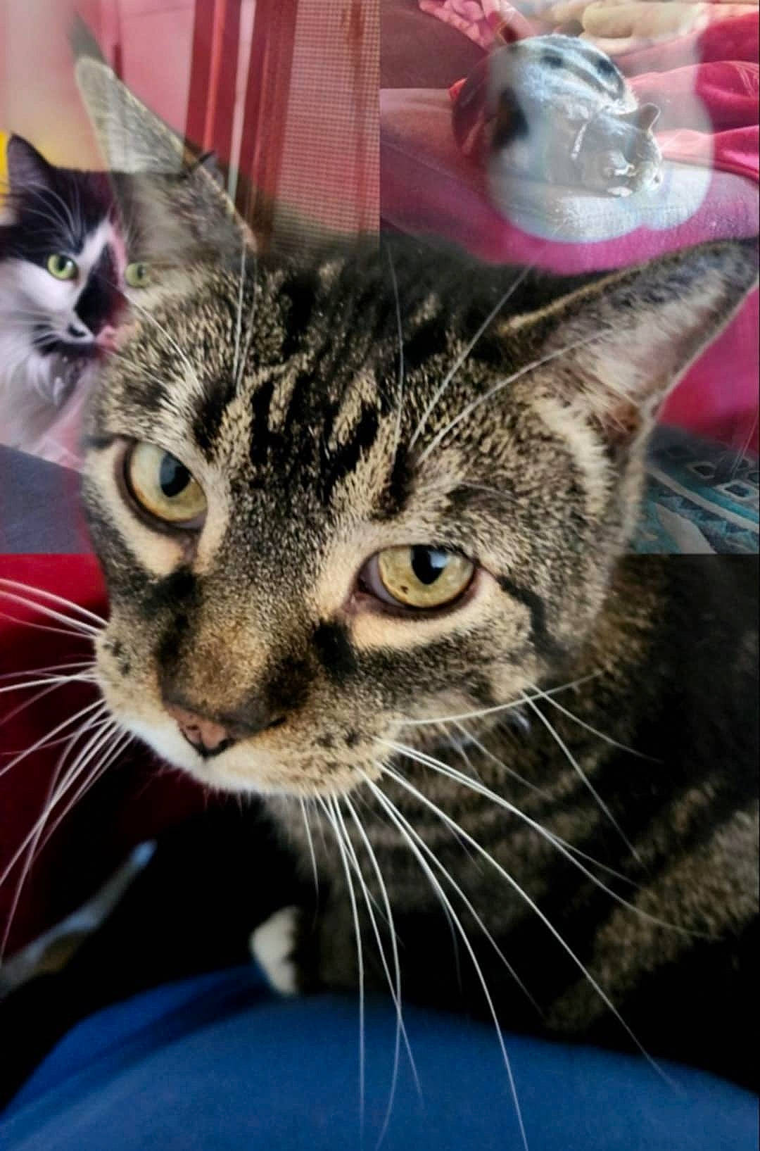 Beetle is registered to the contest to win money with this photo: abyssinian, animal, brasssection, cat, couch, cushion, egyptiancat, face, furniture, head, horn, kitten, manx, musicalinstrument, person, pet, photography, plant, portrait, pottedplant