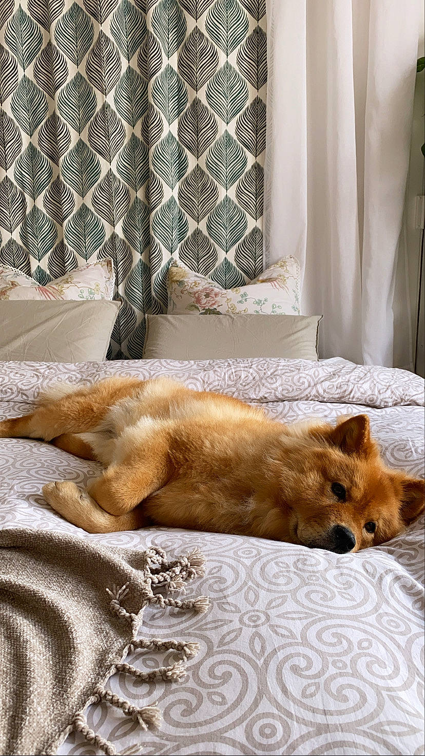 Fendi a rejoint le concours — aidez-le/la à gagner de superbes lots ! carnivore, cat, comfort, companion_dog, couch, curtain, dog, dog_breed, fawn, felidae, flooring, interior_design, linens, room, small_to_medium_sized_cats, tail, textile, whiskers, window, wood