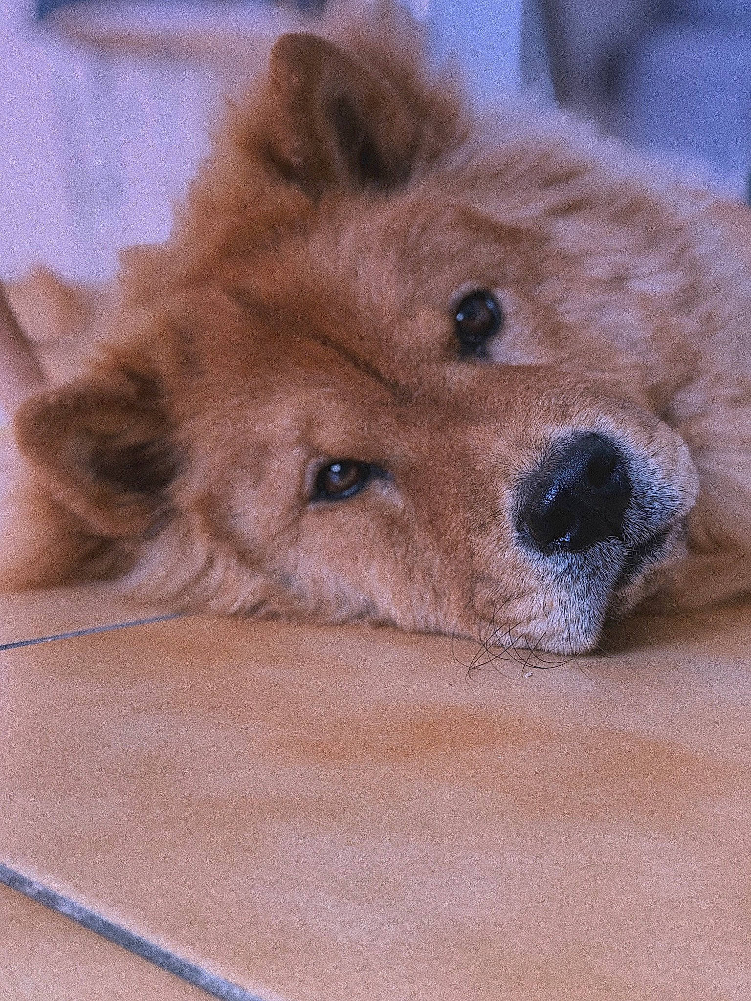 Fendi participe au concours pour gagner de l'argent avec cette photo : canidae, carnivore, comfort, companion_dog, dog, dog_breed, dog_supply, fawn, fur, liver, non_sporting_group, paw, pet_supply, puppy, sporting_group, terrestrial_animal, whiskers, working_animal