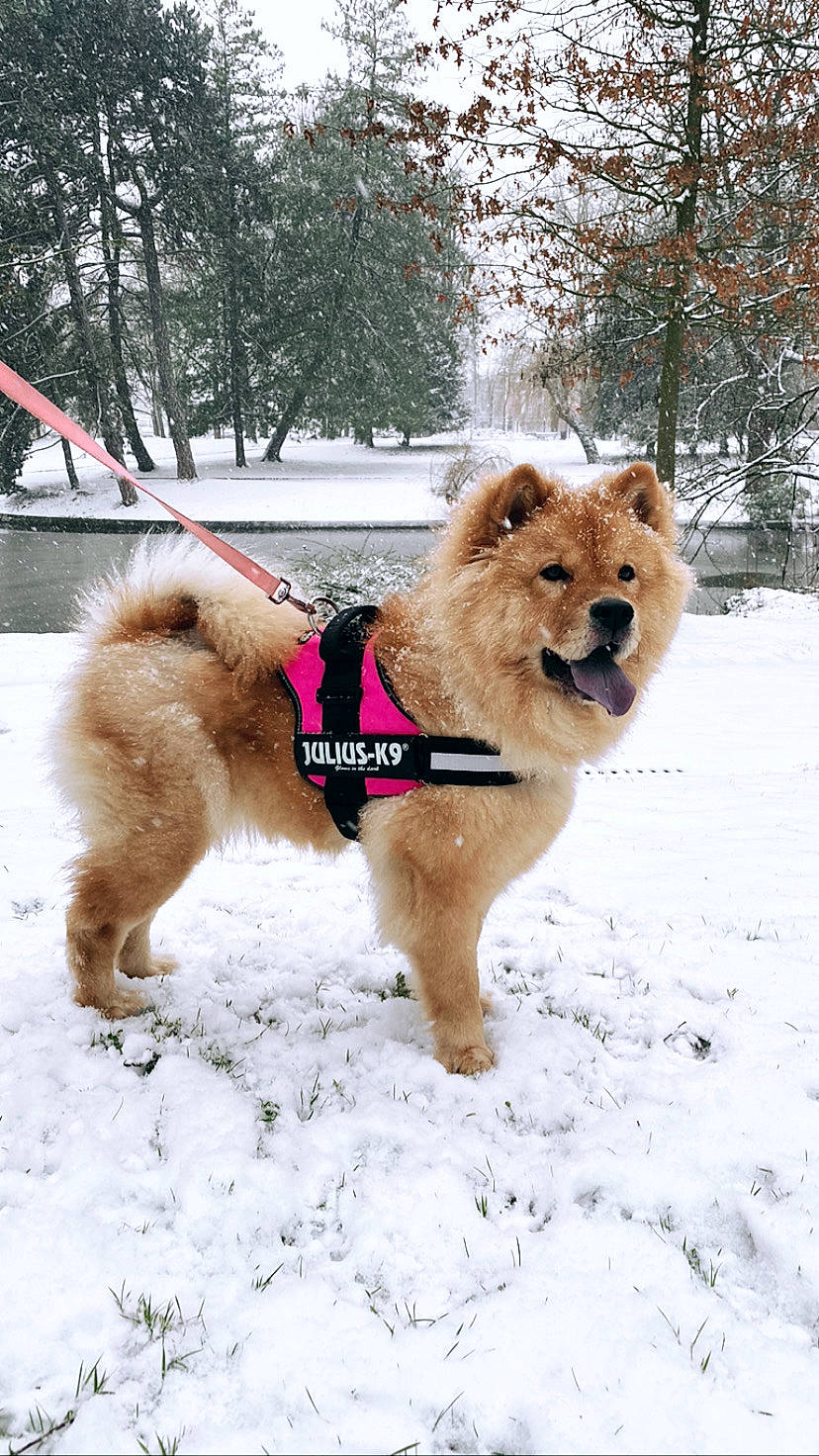 Fendi a rejoint le concours — aidez-le/la à gagner de superbes lots ! canidae, carnivore, collar, companion_dog, dog, dog_breed, dog_supply, fawn, freezing, fur, german_spitz_klein, pet_supply, snout, snow, sporting_group, tail, terrestrial_animal, tree, winter, working_animal