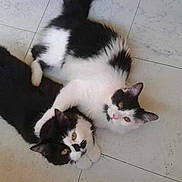 Tiya Et Soya participe au concours pour gagner de l'argent avec cette photo :