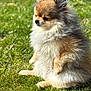 dog, pomeranian, fluffy, sitting, grass, outdoor, pet, animal, sunlight, cute, small_dog, fur, portrait, nature, greenery, calm, closeup, mammal, companion, cute_pet