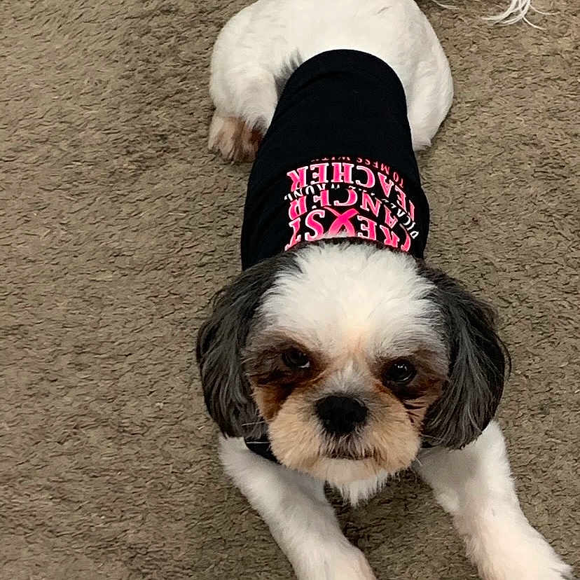Bentley is registered to the contest to win money with this photo: accessories, affenpinscher, animal, bandana, canine, clothing, cockerspaniel, dog, headband, hoodie, hound, knitwear, papillon, pet, poodle, puppy, sweater, terrier, vest, whitedog