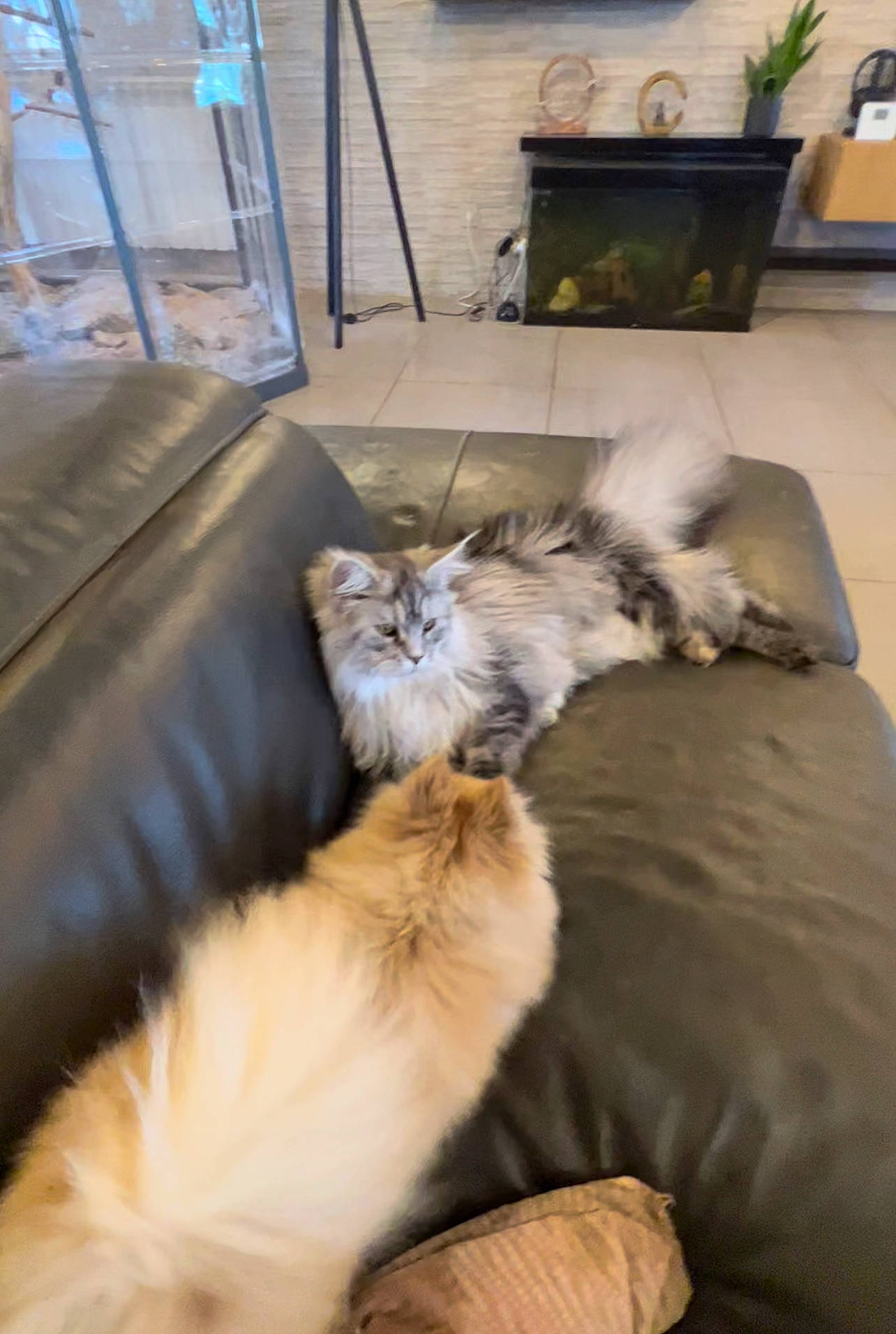 Thelma participe au concours pour gagner de l'argent avec cette photo : carnivore, cat, comfort, companion_dog, couch, fawn, felidae, fur, hardwood, houseplant, living_room, maine_coon, picture_frame, plant, room, small_to_medium_sized_cats, tail, vertebrate, whiskers, wood