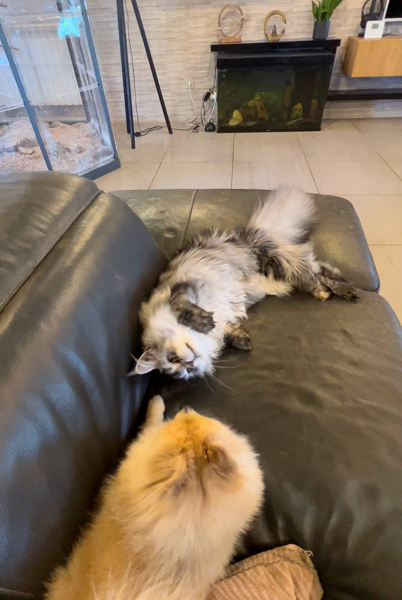 Thelma a rejoint le concours — aidez-le/la à gagner de superbes lots ! carnivore, comfort, companion_dog, couch, dog, dog_breed, fawn, felidae, flooring, fur, hardwood, picture_frame, plant, room, small_to_medium_sized_cats, spitz, sporting_group, tail, toy_dog, whiskers