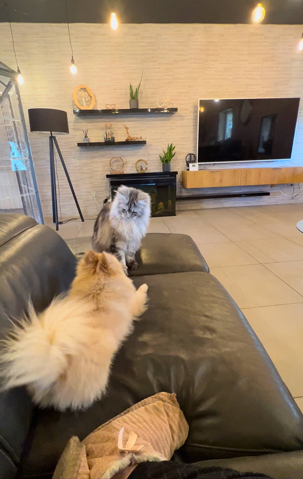 Thelma participe au concours pour gagner de l'argent avec cette photo : carnivore, comfort, companion_dog, couch, dog, dog_breed, felidae, floor, flooring, fur, hardwood, laminate_flooring, living_room, room, small_to_medium_sized_cats, spitz, television, toy_dog, wood, wood_flooring