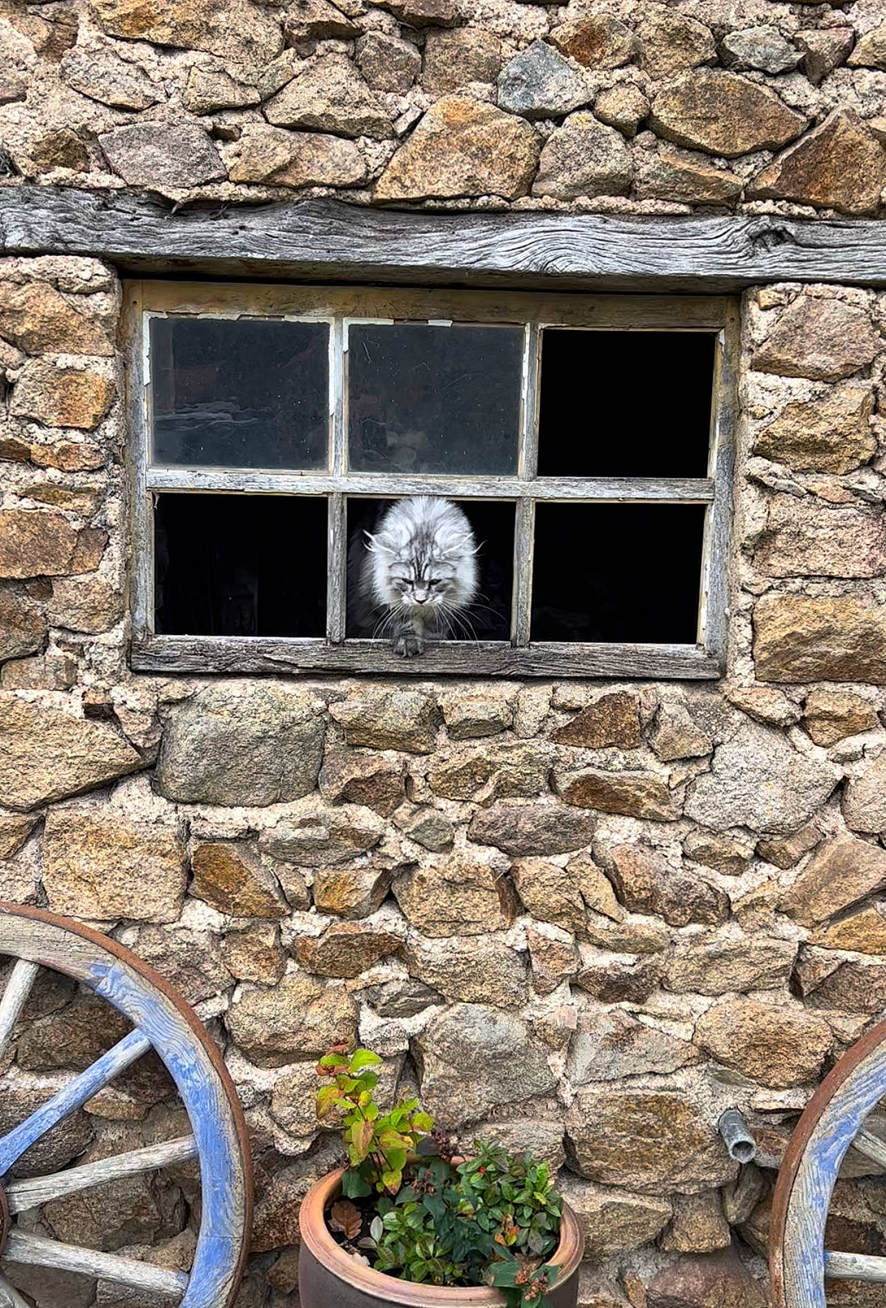 Thelma a rejoint le concours — aidez-le/la à gagner de superbes lots ! automotive_tire, bicycle_wheel, brick, brickwork, building, facade, fixture, flower, flowerpot, house, houseplant, photograph, plant, rectangle, snapshot, stone_wall, wall, wheel, window, wood