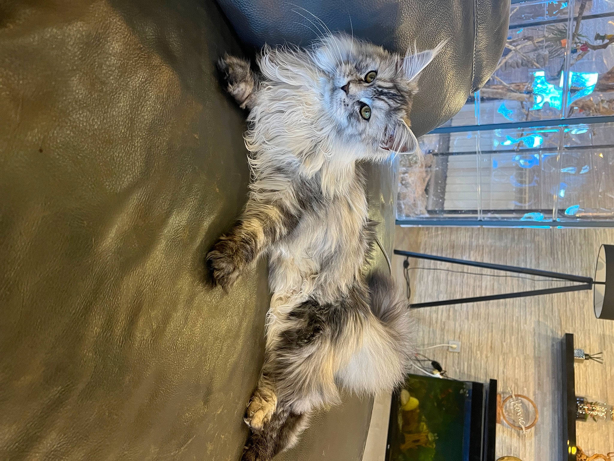 Thelma a rejoint le concours — aidez-le/la à gagner de superbes lots ! animal_shelter, carnivore, cat, claw, domestic_short_haired_cat, felidae, fur, metal, plant, small_to_medium_sized_cats, snout, tail, terrestrial_animal, tree, whiskers, wildlife, window, winter, wood