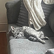 Chantel joined the competition — help win amazing prizes! cat, tabby_cat, gray_cat, couch, sofa, blanket, indoor, relaxing, resting, furniture, pet, animal, cozy, sleepy, living_room, home, fur, paw, whiskers, comfort